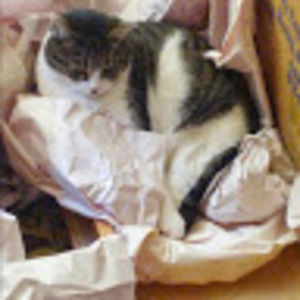 Meet your Posher, Sasha